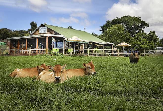 Natures way farm stay accommodation