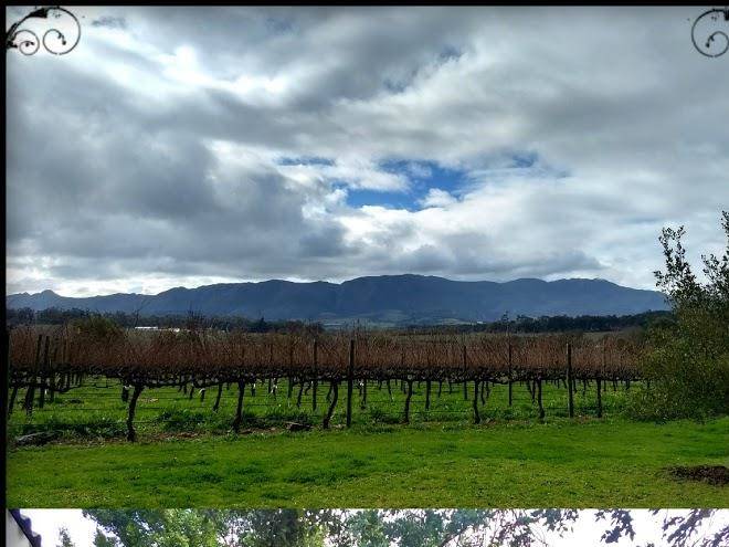 Belfield wine farm