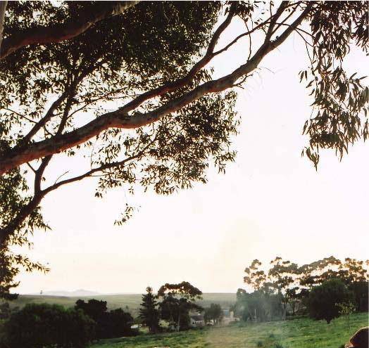 Blue gum country estate