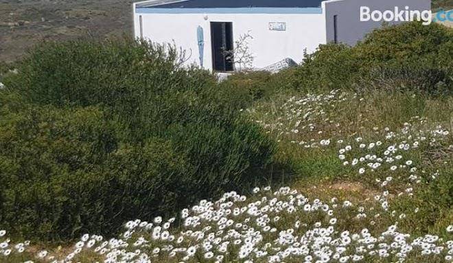 The lazy daisies