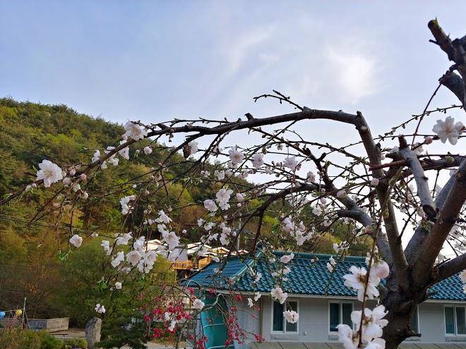 Mungyeong fox pension