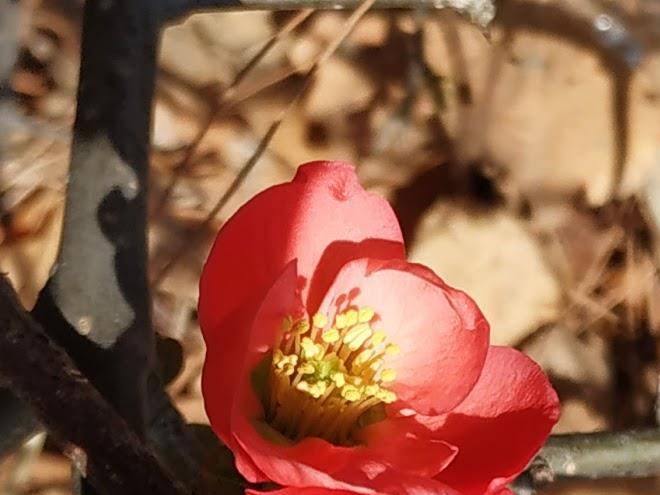 Gangneung pine pension
