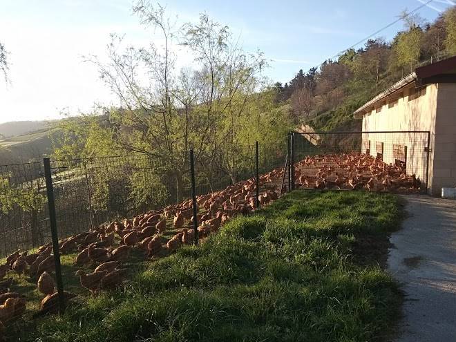 Caserio izetaerdi