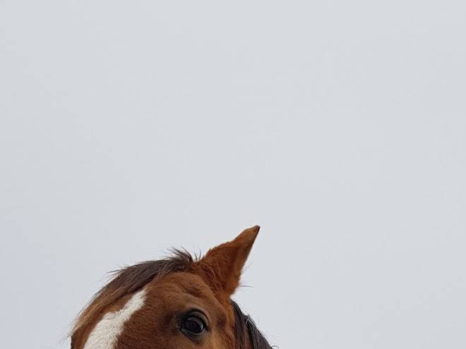 Niditas Centro Ecuestre Image