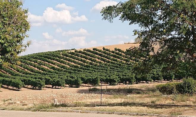 Abuela Marcelina Image