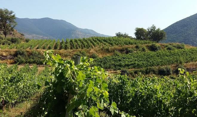Celler batlliu de sort