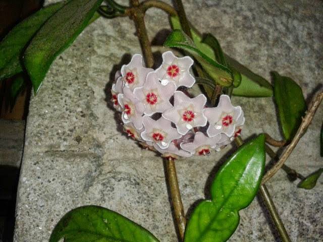 Adega Pazo San Xose Vista Alegre Image