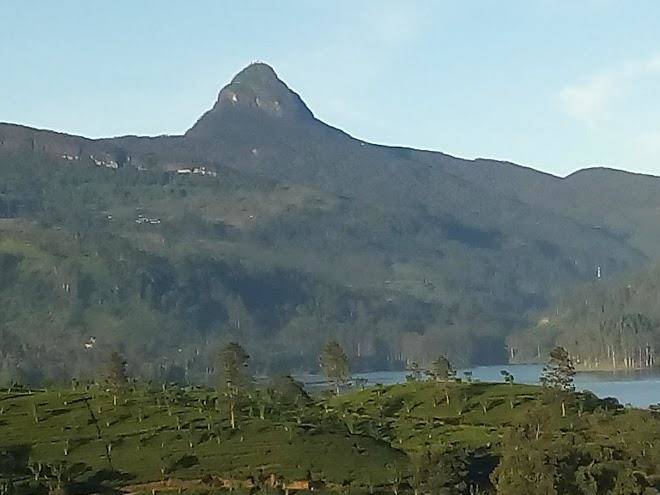 Adams view