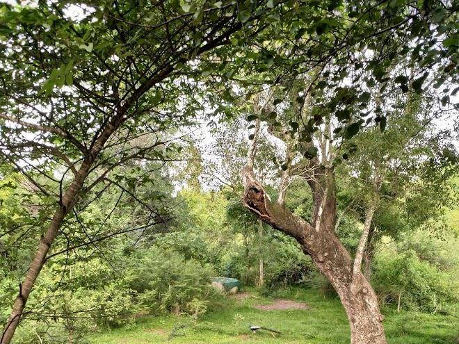 Elephant Trio Sigiriya Image