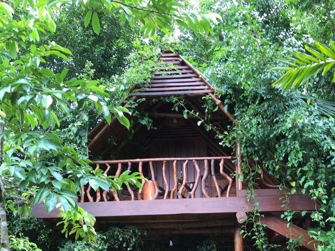 Ficus canopy