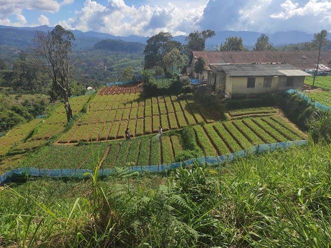 Grand adams peak hotel