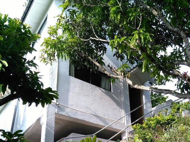 Jungle breeze kandy