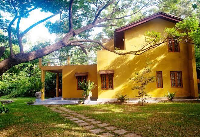 Raintree dambulla