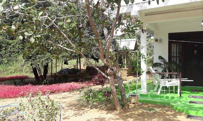 Sigiri Elephant View Guest Image