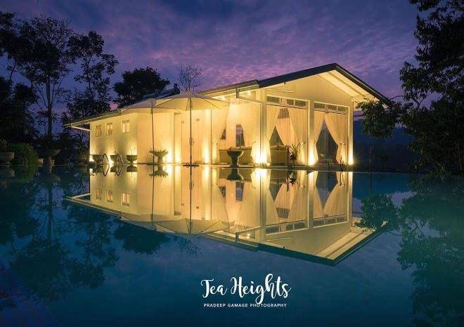 Tea heights