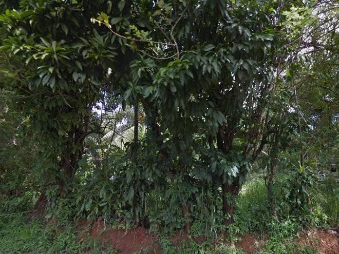 The banana leaves
