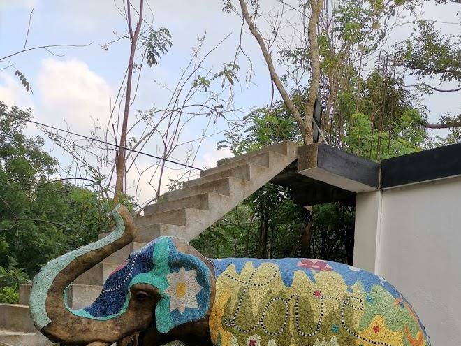 Wali kukula nest