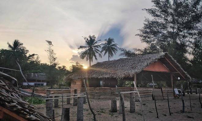 Blue whale nilaveli