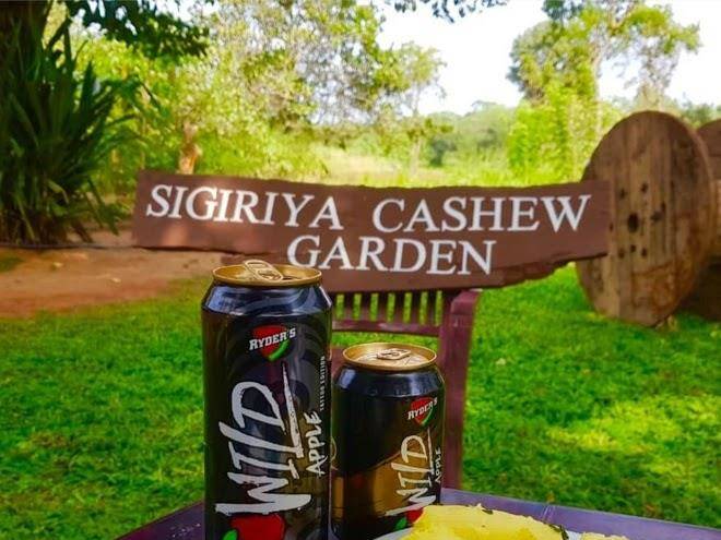 The sigiriya cashew garden