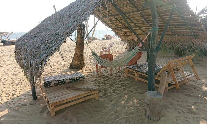 Dolphinchilling Image