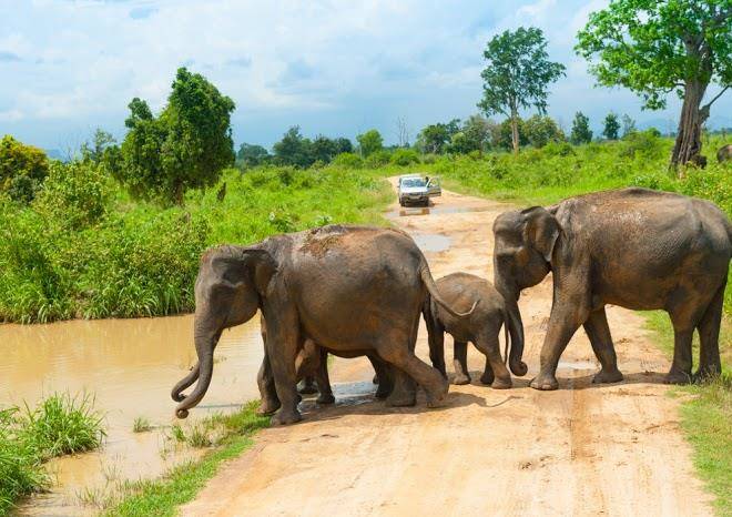 Club elephant safari resort