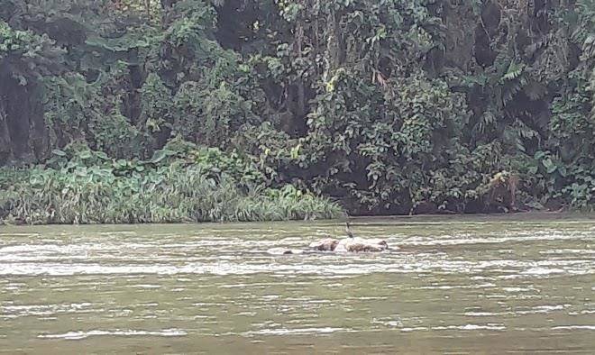 Kelaniriver adventure kitulgala