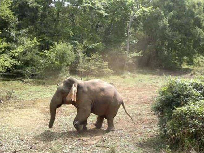 Shadows Safari Image