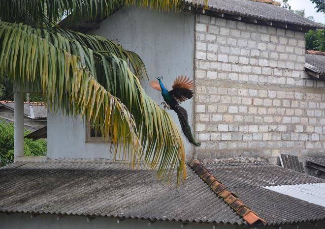 Kirala Garden Resort Image