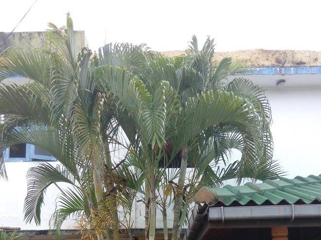 Namal garden beach hotel