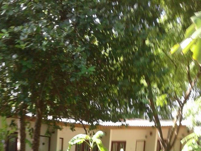 Talalla coconut hotel
