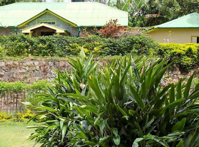 Amba estate