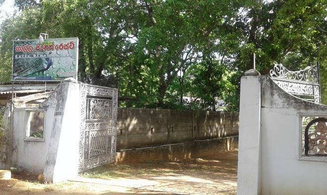Galle sineth rest