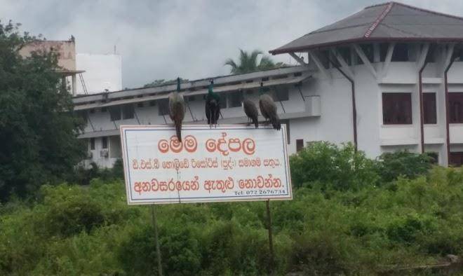 Mount view kataragama