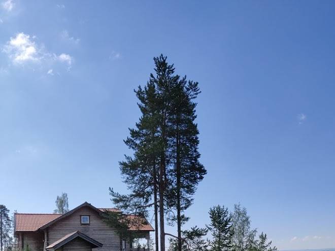 Fjallvidden