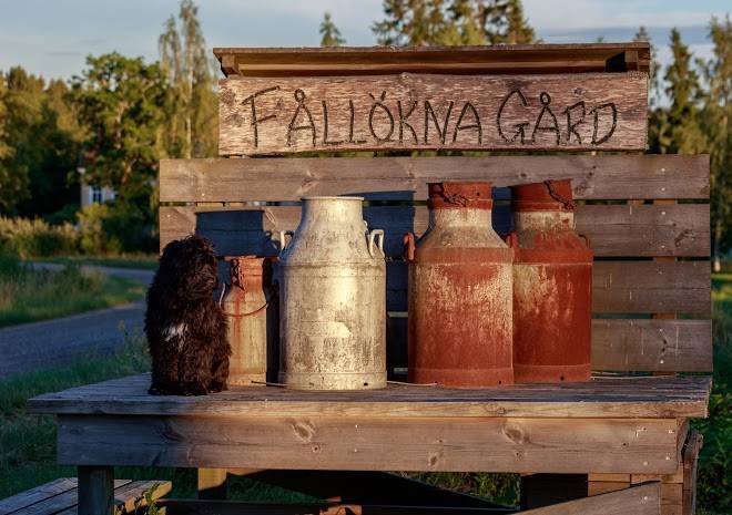 Foreningen vangarden follokna