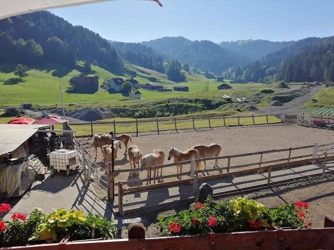 Haflingerhof