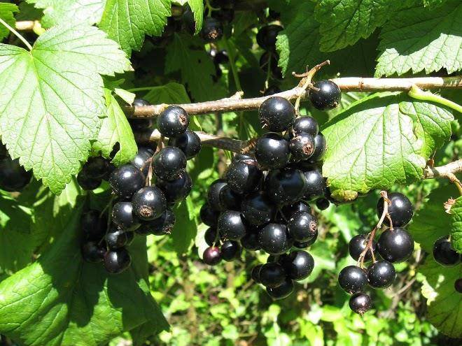 Privatzimmer Osterwalder Image