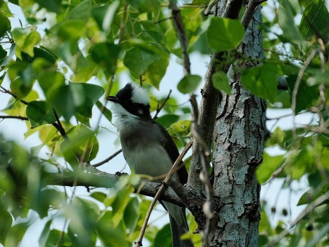 Sweetgrass Bear Image
