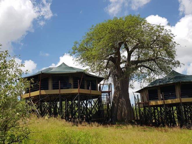Tarangire kuro treetops lodge
