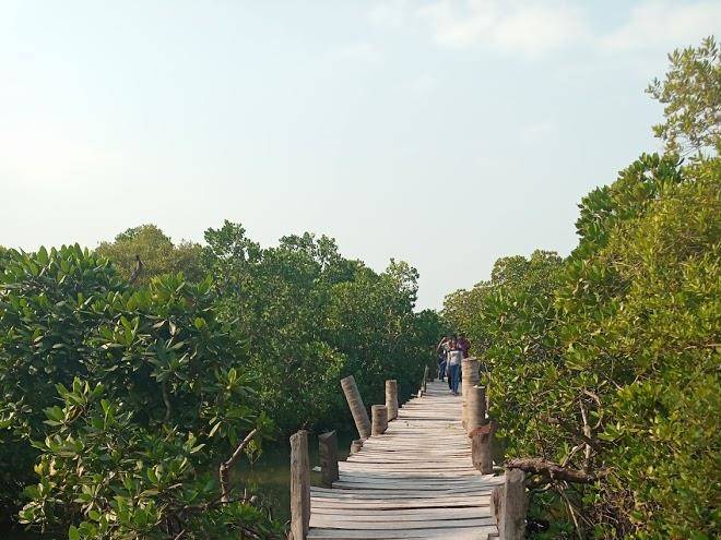 Mlingotini sea side