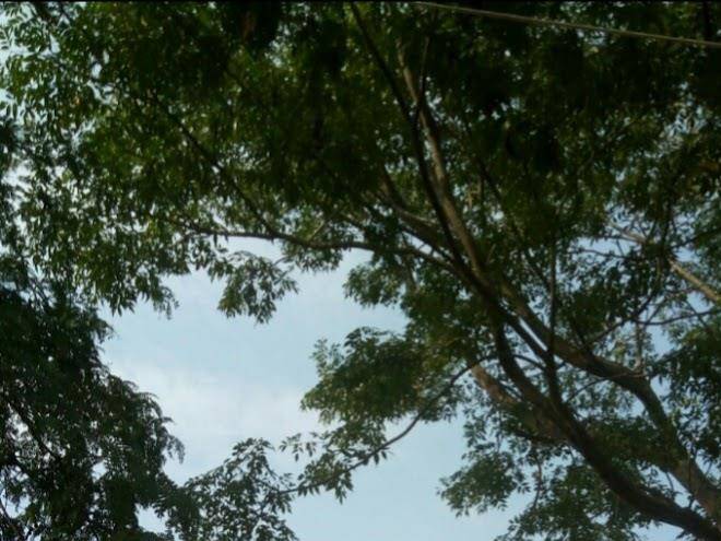 Pruksatara garden