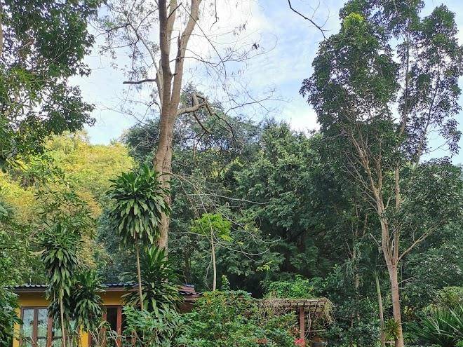 Baan Til Dao Pround Fah Image