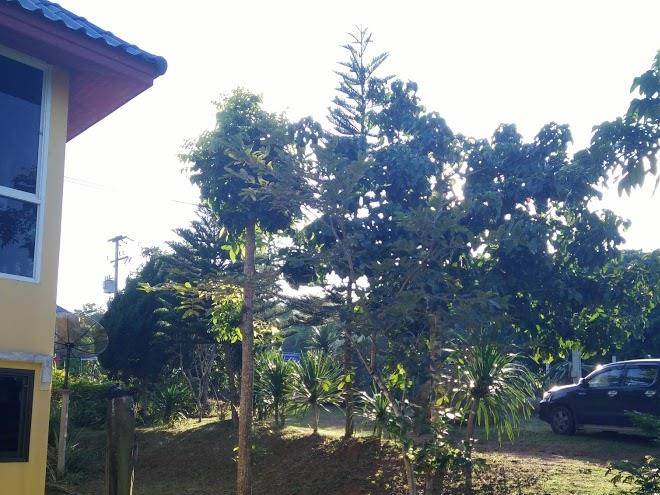 Anongnat greenview resort