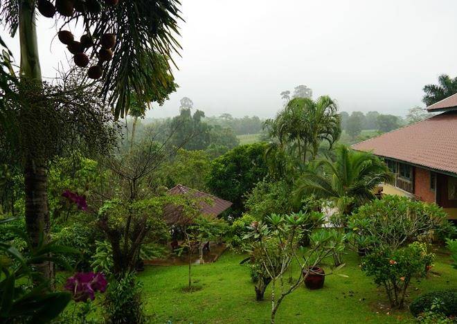 Jungle view restaurant & resort