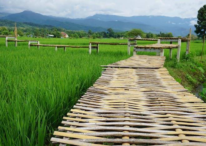 Baan ma dee