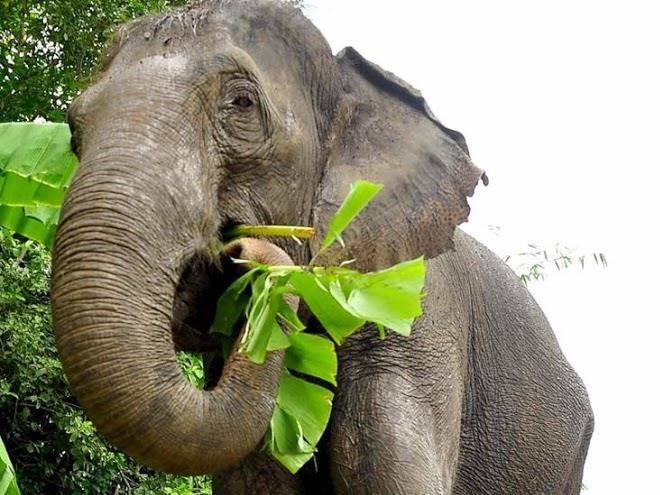 Elephantstay