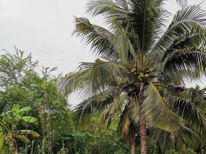 Baan boontuam ta ngok resort