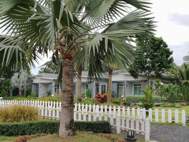 Rom Palm Resort Saraburi Image