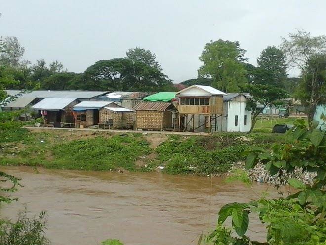 Bai fern