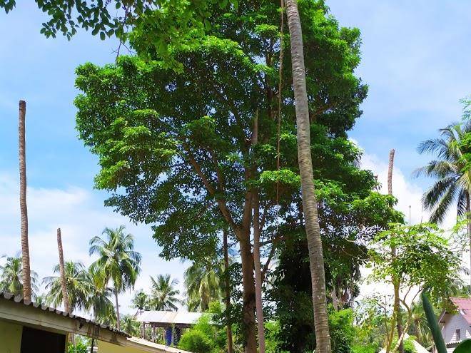 Kachapura resort